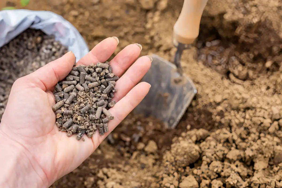 How Does SOP Fertilizer Affect Soil Health?